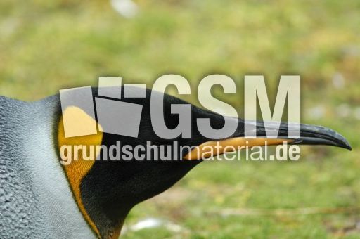 Königspinguin (70 von 84).jpg